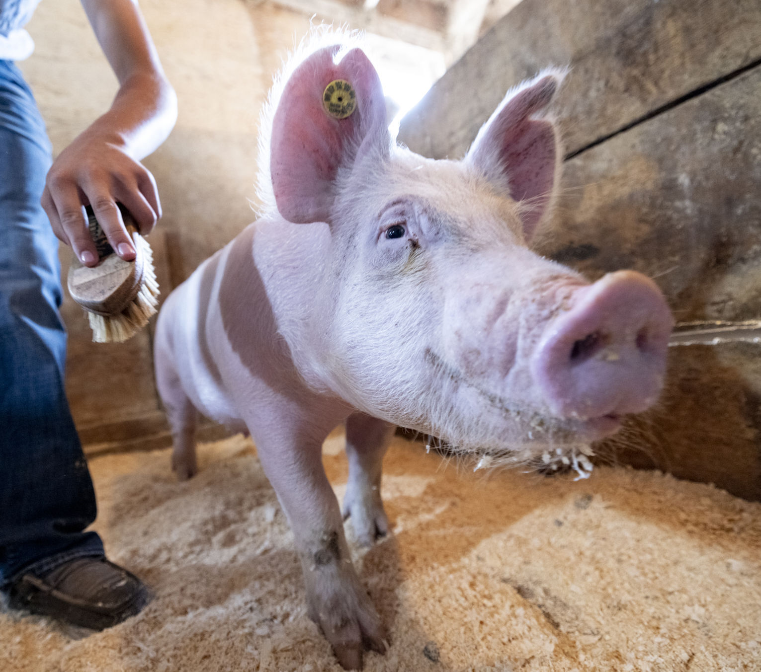 Plymouth County Fair Preview